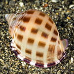 Semicassis bisulcata